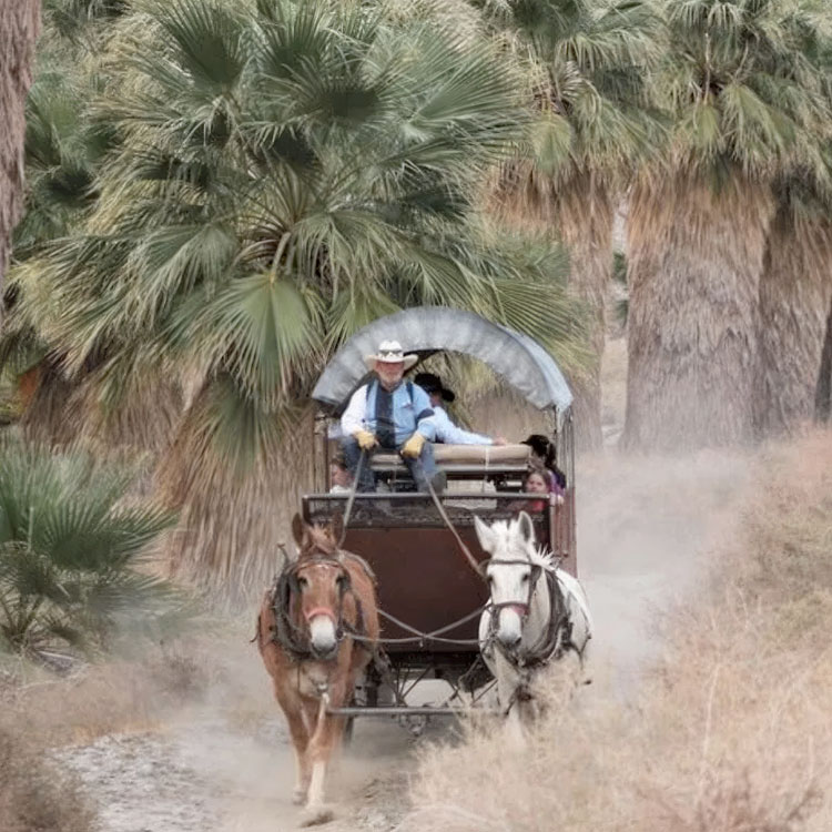 Palm Springs adventure with Covered Wagon Tours